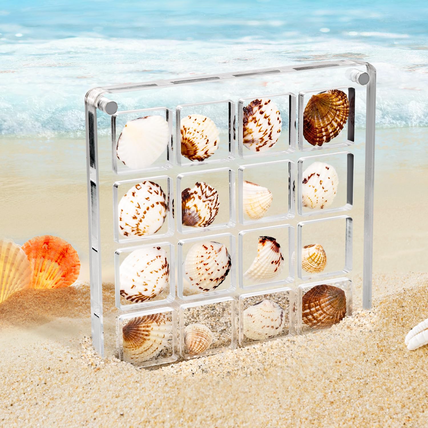 Acrylic Magnetic Seashell Display Box, Clear Sea Shell Display